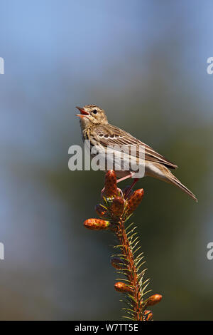 Baum Pieper (Anthus trivialis) singen im Nadelwald, North Wales, UK, Mai. Stockfoto