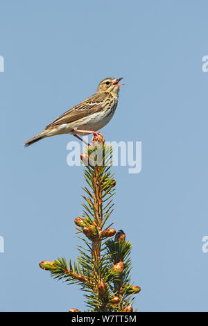 Baum Pieper (Anthus trivialis) singen im Nadelwald, North Wales, UK, Mai. Stockfoto