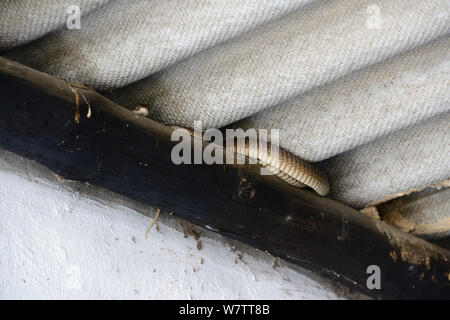 Boomslang (Dispholidus typus) erwachsenen weiblichen Schlange unter Dach Strahl im Gebäude. deHoop Nature Reserve, Western Cape, Südafrika. Stockfoto