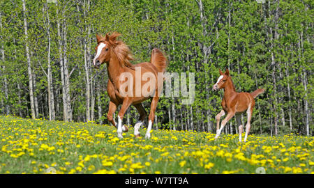 Chestnut Arabian Horse Mare und ein paar Wochen altes Fohlen galoppieren zusammen auf Blumenwiese. Stockfoto