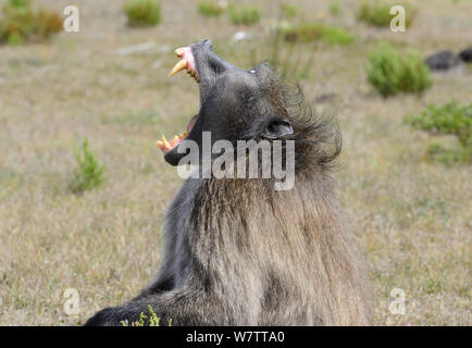 Chacma baboon (Papio hamadryas ursinus) erwachsenen männlichen gähnt zeigen große Eckzähne. deHoop Nature Reserve, Western Cape, Südafrika. Stockfoto