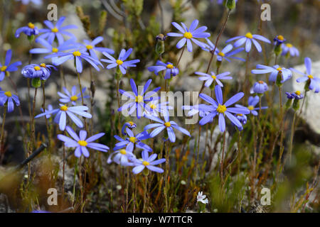 Blaue Daisy (Felicia aethiopica) deHoop Nature Reserve, Western Cape, Südafrika. Stockfoto