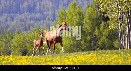 Schöne kastanie Arabische Stute und Fohlen gemeinsam auf einer Wiese von gelben Blumen. Stockfoto