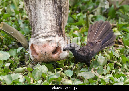 Glattschnabelani (Crotophaga ani) neben Nase von Kuh, Pantanal, Brasilien Stockfoto