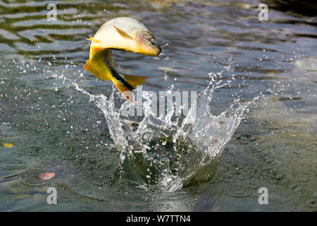 Piraputanga (poecilia hilarii) Fische springen Insekten zu fangen. Bonito, Mato Grosso do Sul, Brasilien Stockfoto