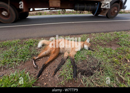 Tot Mähnenwolf (Chrysocyon Brachyurus) auf der Straße in der Cerrado, Brasilien getötet. Stockfoto