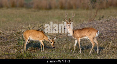 Pampas Ozotoceros bezoarticus (Rotwild) männlich weiblich Paar, Pantanal, Brasilien Stockfoto