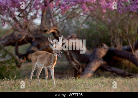Pampas Ozotoceros bezoarticus (Rotwild) Buck in samt Aufruf, Pantanal, Brasilien Stockfoto