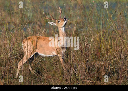 Pampas Ozotoceros bezoarticus (Rotwild) Ernährung, Pantanal, Brasilien. Stockfoto