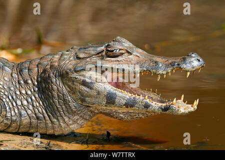 Yacare Kaimane (Caiman yacare) mit offenem Mund cool, Pantanal, Brasilien zu halten. Stockfoto