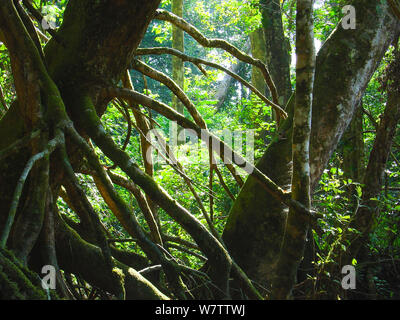 Gestelzt root System der Uapaca Mambili heudelotii auf dem Fluss. Gestelzt root system Anpassung, damit der Baum einen festen Griff in saisonal überfluteten Standorten zu erhalten. Odzala-Kokoua Nationalpark, der Republik Kongo Stockfoto