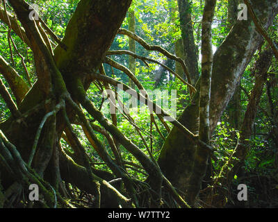 Gestelzt root System der Uapaca Mambili heudelotii auf dem Fluss. Gestelzt root-System ermöglicht es dem Baum einen festen Griff in saisonal überfluteten Standorten zu erhalten. Odzala-Kokoua Nationalpark, der Republik Kongo. Stockfoto