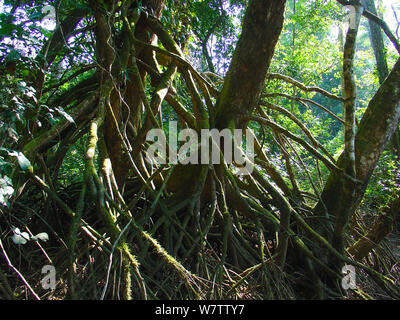 Gestelzt root System der Uapaca Mambili heudelotii auf dem Fluss. Gestelzt root-System ermöglicht es dem Baum einen festen Griff in saisonal überfluteten Standorten zu erhalten. Odzala-Kokoua Nationalpark, der Republik Kongo. Stockfoto