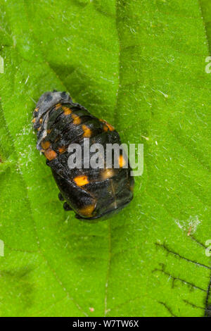 Seven-Spot Marienkäfer (Coccinella septempunctata) Larve auf nesselblatt, UK, Mai. Stockfoto