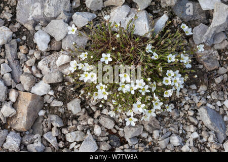 Leadwort (Minuartia verna) wachsen auf Raub heap nächste Mine zu führen. Nationalpark Peak District, Derbyshire, UK, Mai. Stockfoto