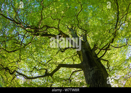 Suchen, um sich durch eine Haube aus Buchenholz (Fagus sylvatica) im Sommer, Peak District National Park, Cheshire, UK, August. Stockfoto