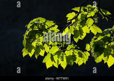 Bergahorn (Acer pseudoplatanus) Blätter mit Hintergrundbeleuchtung. Nationalpark Peak District, Derbyshire, UK, Mai. Stockfoto