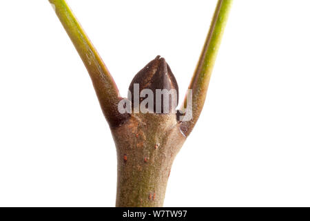 Esche (Fraxinus excelsior) Bud im mobilen Bereich Studio auf weißem Hintergrund fotografiert. Derbyshire, Großbritannien. September. Stockfoto