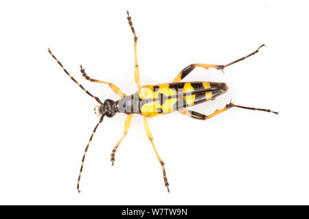 Longhorn Beetle (Strangalia maculata) im mobilen Bereich Studio auf weißem Hintergrund fotografiert beschmutzt. Österreichische Alpen, August. Stockfoto