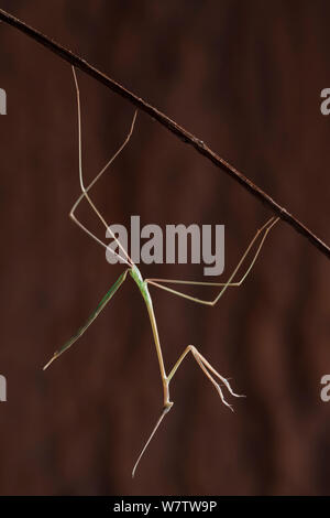Gras Mantis (Schizocephala bicornis) unverlierbaren, mit Ursprung in Indien ein. Stockfoto