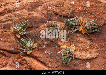 Tansanischen Riese schwanzlose Whipscorpions (Damon variegatus) Jugendliche, die aus Kenia und Tansania. Gefangen. Stockfoto