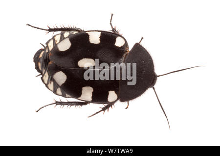 Domino Kakerlake Therea petiveriana () fotografiert auf einem weißen Hintergrund. Captive, mit Ursprung in Indien. Stockfoto