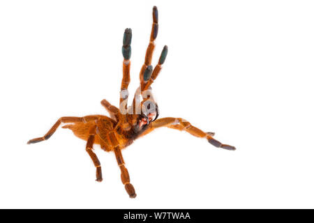 Pavian Spinne (Pterinochilus murinus) in aggressiver Haltung, auf weißem Hintergrund fotografiert. Captive, mit Ursprung aus Afrika. Stockfoto