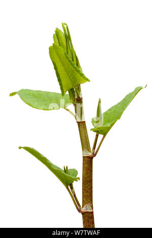 Japanischer Knöterich (Fallopia japonica) Anlage vor weißem Hintergrund, UK. Invasive Arten. Stockfoto