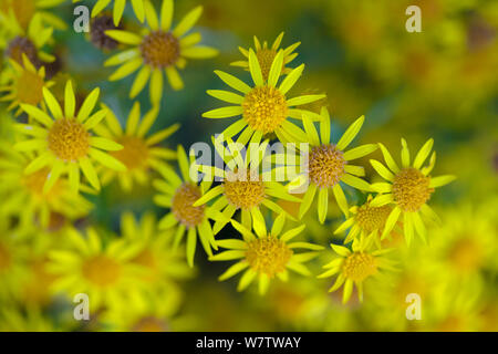 Common Ragwort (Maculata vulgaris) Blumen, Derbyshire, England, UK, August. Invasive Arten, giftig für Tiere. Stockfoto