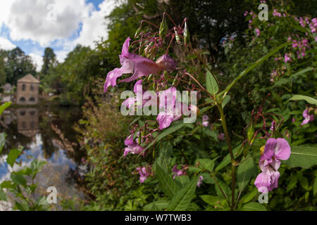 Himalayan Balsam (Impatiens glandulifera) in Blume, Nationalpark Peak District, Derbyshire, UK. September. Invasive Arten. Stockfoto