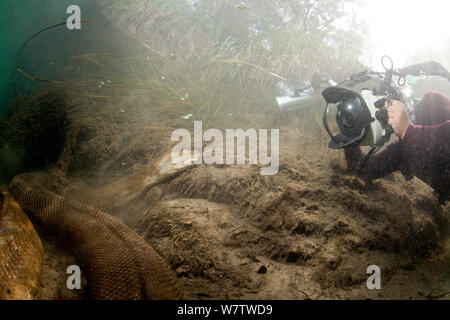 Scuba Diver fotografieren Grüne Anakonda (Eunectes murinus) Formoso Fluss, Bonito, Mato Grosso do Sul, Brasilien Stockfoto