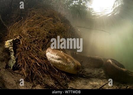 Grüne Anakonda (Eunectes murinus) Formoso Fluss, Bonito, Mato Grosso do Sul, Brasilien Stockfoto