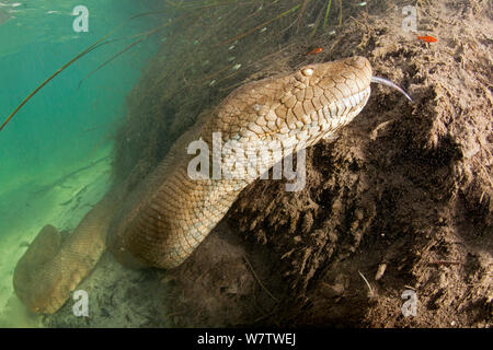 Grüne Anakonda (Eunectes murinus) unterwasser inFormoso Fluss, Bonito, Mato Grosso do Sul, Brasilien Stockfoto