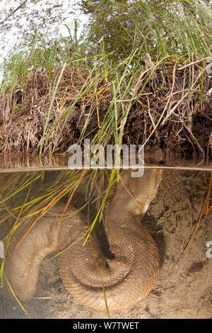 Grüne Anakonda (Eunectes murinus) auftauchen, um zu atmen, Formoso Fluss, Bonito, Mato Grosso do Sul, Brasilien Stockfoto