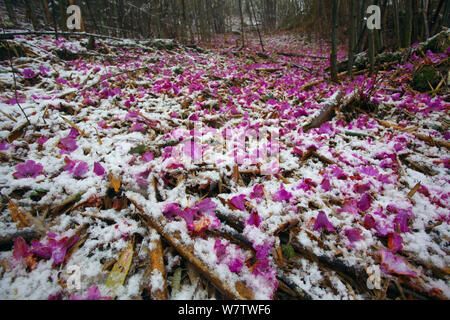 Gefallenen Rhododendron Blumen (Rhododendro sp.) im verschneiten Wald, Lijiang, Yunnan, China, April. Stockfoto