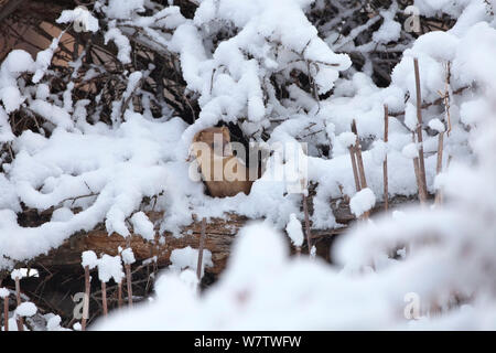 Sibirische Wiesel (Mustela Pumila), die der schneebedeckten Zweigen, Basongcuo Nationalpark, Qinghai tibetische Hochebene, China, November. Stockfoto