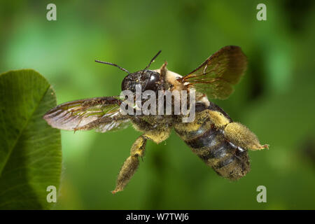 Östlichen Tischler Biene (Xylocopa virginica) in Pollen bedeckt, im Flug in der Nähe von North Cherokee National Forest, Tennessee, USA, Juni. Stockfoto