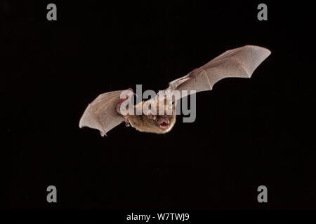 Weibliche Northern Long-eared myotis/bat (Myotis septentrionalis) im Flug bei Nacht, Cherokee National Forest, Tennessee, USA, Juni. Stockfoto