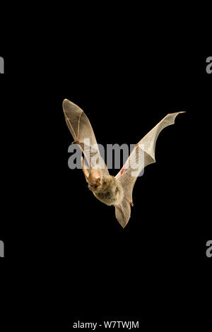 Weibliche Allens Lappet der tiefsten bat (Idionycteris phyllotis) im Flug in der Nacht, in der Nähe des South Rim des Grand Canyon, Arizona, USA, Juli. Stockfoto