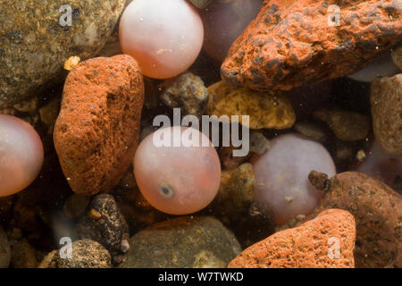 Coho Lachs (Oncorhynchus kisutch) Eier in einem Redd/Nest, 10 Wochen nach dem Laichen, Washington, USA, Februar. Stockfoto