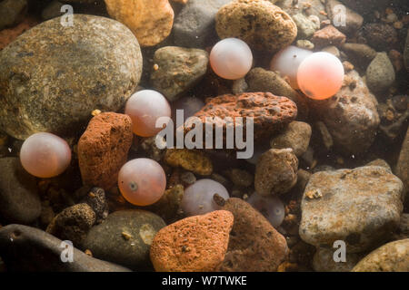 Coho Lachs (Oncorhynchus kisutch) Eier in einem Redd, 10 Wochen nach dem Laichen, Washington, USA, Februar. Stockfoto