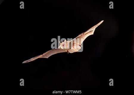 Der Trikolore pipistrelle bat/Ost (Perimyotis/Pipistrellus subflavus) im Flug, in der Nähe des Flusses Conasauga, Chattahoochee National Forest, Georgia, USA, Juli. Stockfoto