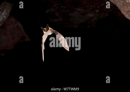 Western Langohr (Myotis evotis) fliegen aus Teich Höhle, Krater des Mondes National Monument, Idaho, USA, Juni. Stockfoto