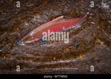 Männliche Coho slamon (Oncorhynchus kisutch) stromaufwärts Schwimmen in Cedar Creek zu den sandigen Fischzuchtanstalt, Oregon, USA, Oktober. Stockfoto