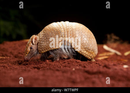 La Plata/Südlichen drei Bändern armadillo (Tolypeutes matacus) Porträt, gefangen. Stockfoto