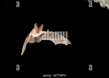 Townsend's Big-eared bat (Corynorhinus townsendii/Plecotus) fliegen aus der Höhle in der Abenddämmerung, Derrick Cave complex, Central Oregon, USA, August. Stockfoto