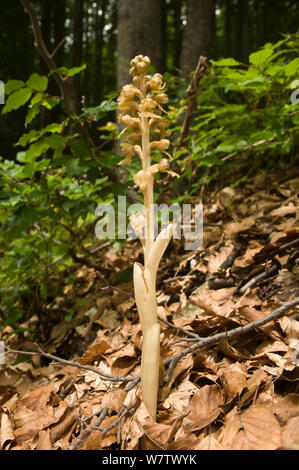 Bird's Nest orchid (Neottia nidus-avis) eine saprohytic Orchidee alter europäischer Wälder. Monte Terminillo, Latina, Latium, Italien, Juni. Stockfoto