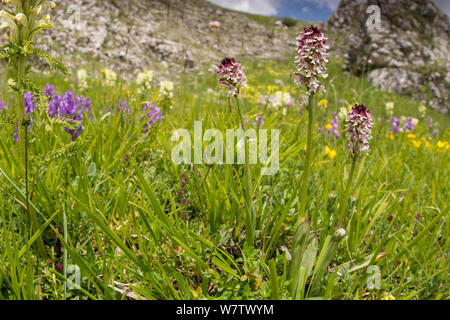 Gebrannt - Tipp Orchid (Orchis ustulata/Neotinea ustulata) Der Canyon, Campo Imperatore, Grans Sasso, L'Aquila, Abruzzen, Italien, Juni. Stockfoto