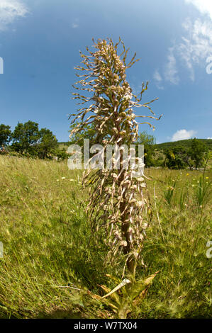 Lizard Orchid (Himantoglossum hircinum) auf Kalkstein Grasland. San Giovanni Rotondo, Gargano, Apulien, Italien, Mai. Stockfoto