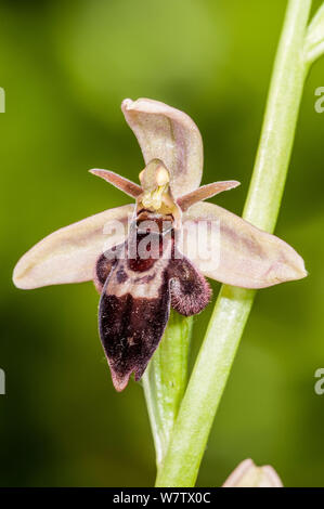 Hybrid orchid (Ophrys x pietschii) der Bienen-ragwurz (Ophrys apifera) und Fliegen orchid Hybrid (Insectifera) direkt an der A 303, Wiltshire, UK. Juni. Stockfoto